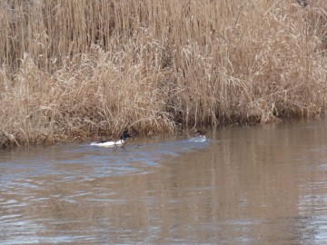 Spacer po Sieradzu w ramach Zimowego Ptakoliczenia 2025, 